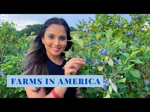 FARMS IN AMERICA | ಅಮೇರಿಕಾದಲ್ಲಿ ರೈತರು | Blueberry Picking | Kavya Nagaraj | Kannada Vlogs