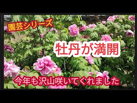 【牡丹が満開】毎年綺麗な花を120輪近く咲いてくれます。