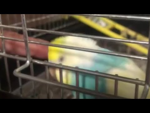 撫でたい飼い主VS絶対撫でさせたくないインコ