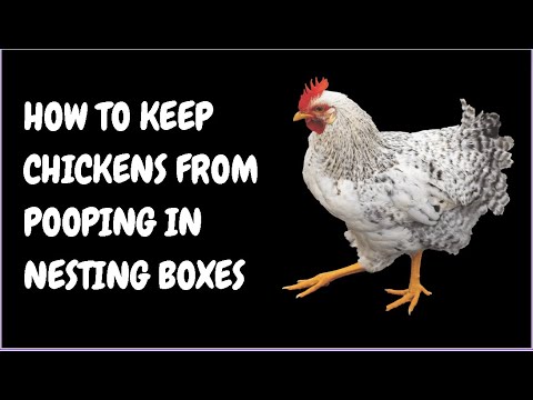 How To Keep Chickens From Pooping In Nesting Boxes