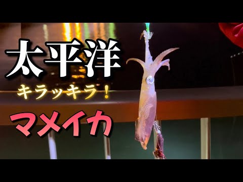 【北海道】【釣り】マメイカ！日本海～太平洋！YouTuberが集まる公園！