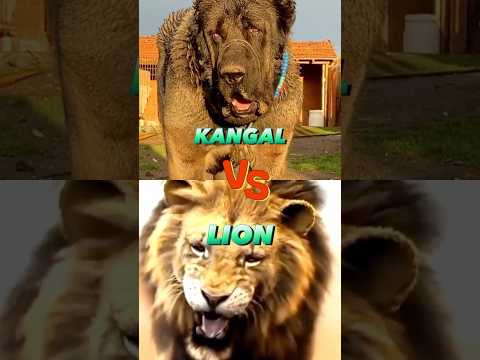 Kangal vs Lion #dog #shorts