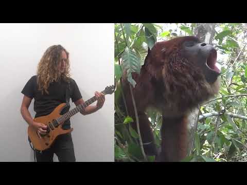 The Howler Monkey song