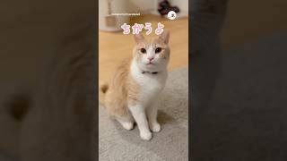 パパに猫語が伝わらない｜PECO #マンチカン #猫 #愛猫家 #猫のいる暮らし #munchkin #cat #catlover #catlife