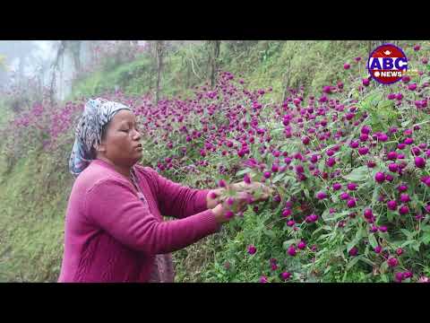 फूल खेतिबाट आम्दानी गर्दै संखुवासभाका कृषकहरु