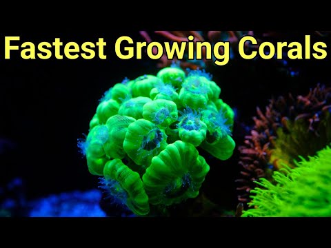 Prestige Reef's 10 Fastest Growing Corals | The Prestige Reef Dork Show Ep 69