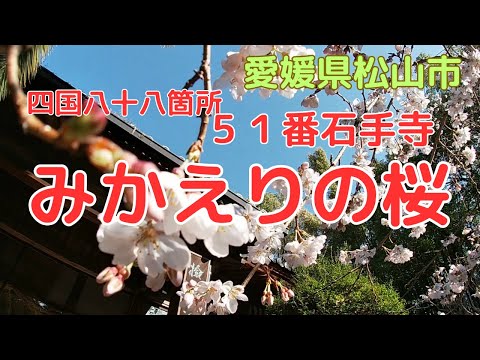 【51番石手寺】歴史のある桜シリーズ「みかえりの桜」【松山市】