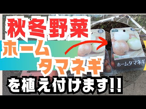 【秋冬野菜】、【ホームタマネギ】を植えます‼️