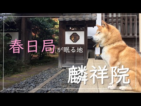 【春日局】大奥の礎を築いたあの人のお墓は東京にあった！！柴犬のちよちゃんがお出迎え♪麟祥院を歴史さんぽ