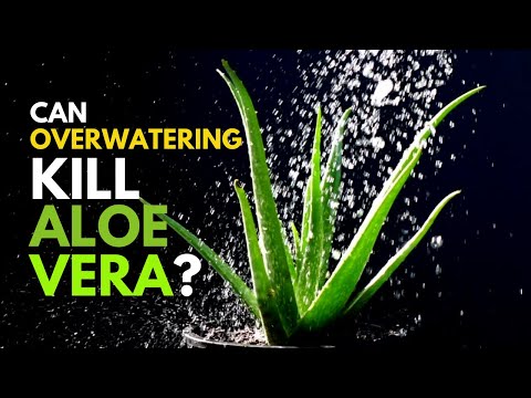 Can Overwatering Kill Aloe Vera Plant?