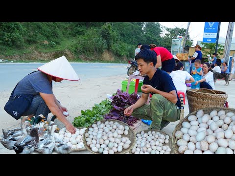 6 months raising ducklings they grow up, building nests, harvesting duck eggs to market sell