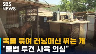 목줄 묶여 러닝머신 뛰는 개…"불법 투견 사육 의심" / SBS