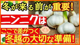 【ここで差が出る！ニンニク栽培】初心者でも大きなニンニクを収穫する最強の冬越し対策～プランター家庭菜園～