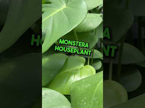 Monstera Repot