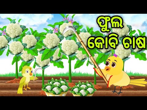 ଟିକି ର ଫୁଲ କୋବି ଚାଷ | Tiki Ra Fula Kobi Chasa | Tiki Chadhei | Odia Gapa | Chadhei Gapa