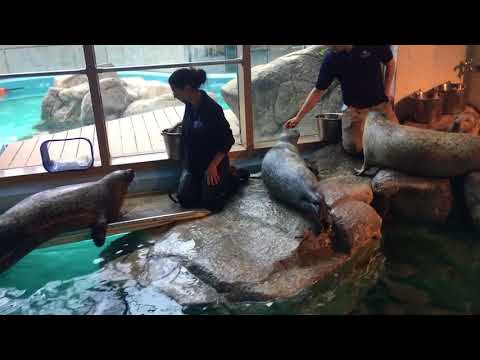 Seal Tricks