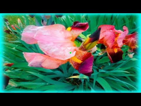 🌺Месяц Май,все цветет и радует!Скоро лето!Всем мира и добра!🌺🎶☘️