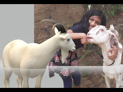 Goat Playing Hide and Seek with Children