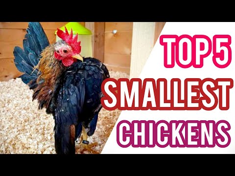 Top 5 Smallest Chicken in the World || Mini Chicken Breeds