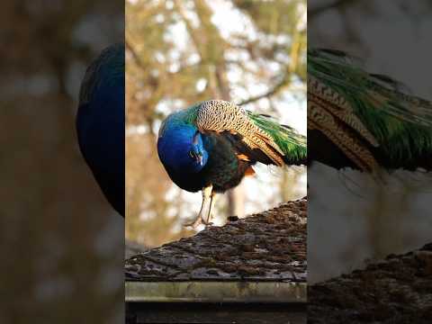 Peacock looking for food on the roof | Horizons_視野 | wildlife | animals