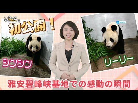 【AちゃんのChinanow】リーリーとシンシンが中国に帰ってきました！