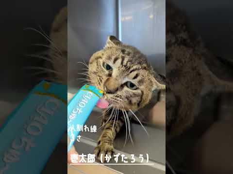 【譲渡動物紹介】壱太郎01