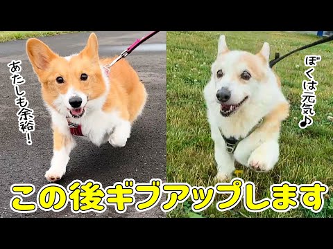 お散歩ギブアップしたのはどっち？【病み上がり犬とシニア犬】