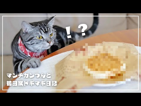 あるものをホットサンドメーカーではさんでみたら愛猫がこうなりました【猫とおうちごはん】