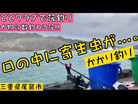 【チヌかかり釣り】三重県尾鷲市でオススメの渡船屋