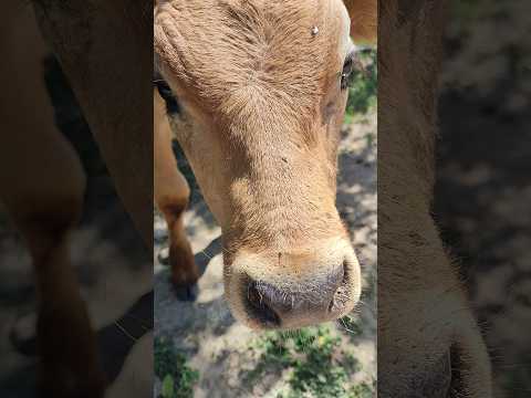 Such cute calves #shorts #calves #cow #villagelife