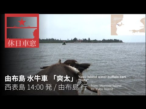 Water Buffalo Cart "Sota" from Iriomote Island to Yubu Island in wind & rain in Okinawa, Japan