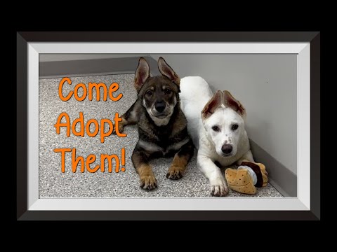 Adopt These Brothers Tuke and Terk!