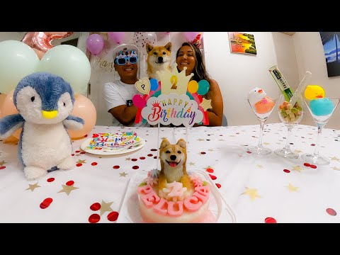 Dog Shiba inu comemorando seu Aniversário de 2 anos - 柴犬の誕生日 - Shiba Inu's birthday