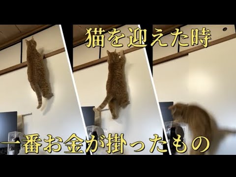 猫を迎える為に一番お金が掛かったもの　#保護猫　 #野良猫　 #猫飼い初心者