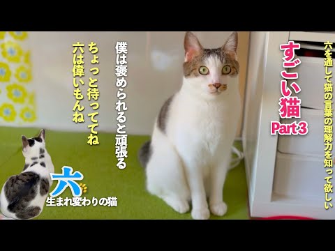 【すごい猫 Part3】洗濯物を畳んでいる時の六の可愛い表情と愛猫の心遣いに驚く場面も | [生まれ変わりの猫] 六