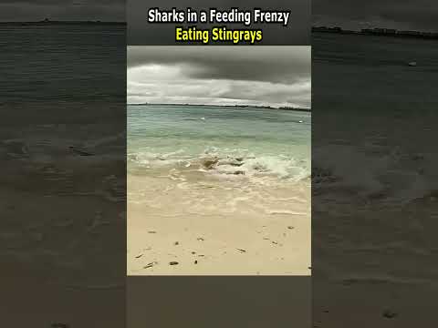 Sharks in a Feeding Frenzy Eating Stingrays