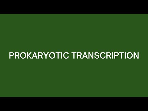 Prokaryotic Trancription