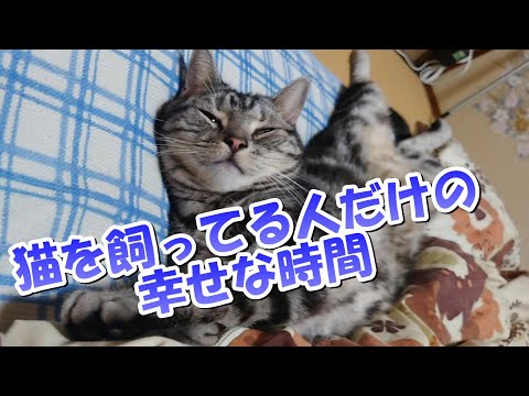 猫を飼ってる人だけの幸せな時間（アメリカンショートヘア）肉球こちょこちょ