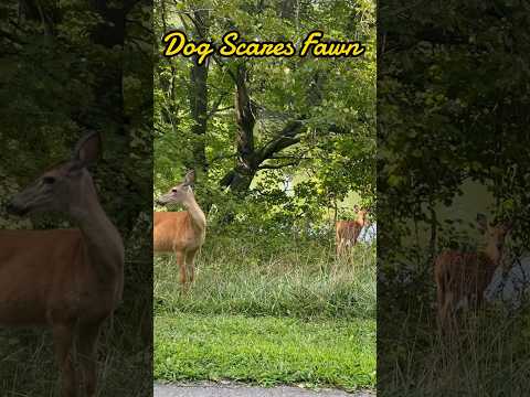 Dog scares Fawn | Horizons_視野 | deer | fawn | doe | white_tailed deer | wildlife | dog