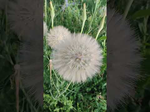 Plants and flowers of the Uzbek mountains