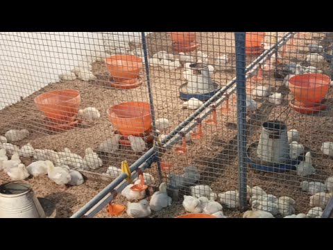 Poultry farm day 7 feeding and brooding management || broiler chicken 1200 birds farming in Pakistan