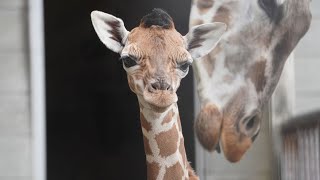 【東山動植物園公式】キリンの赤ちゃん、初運動場！ 《 アミメキリン　キリン 》