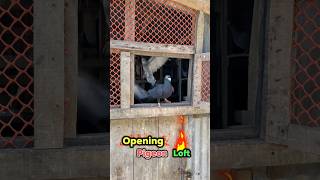 Kabutar Loft Opening 🔥🕊️😍 #kabootar #birds #shorts #birdslover #pigeon #youtubeshorts