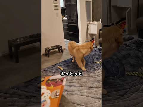 仔犬らしく尻尾グルグルしてみた#ゴールデンレトリバー仔犬 #ゴールデン子犬 #ゴルパピ