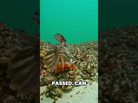 Discovering Lumpsucker Eggs: A Fascinating Journey of Development! #balticsea #documentary #water