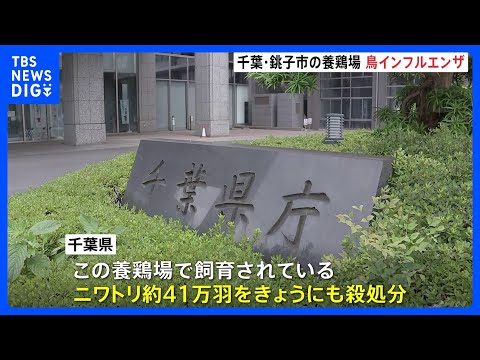 千葉県で今季2例目　千葉・銚子市の養鶏場で高病原性鳥インフルエンザ 陽性確認　約41万羽を殺処分へ｜TBS NEWS DIG