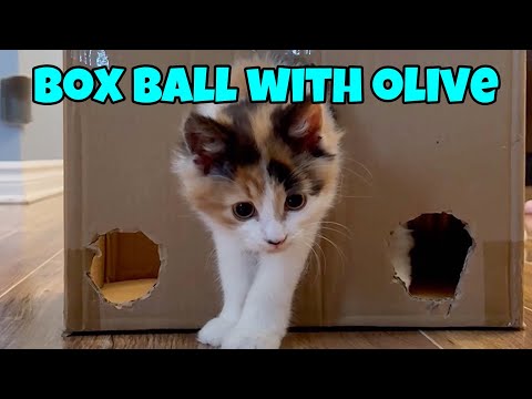 Olive The Kitten Plays Box Ball