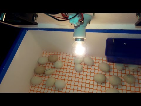 Eggs Starts Pipping | Egg Incubator Day-20 RESULT