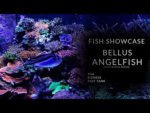 Tha Fish Spotlight - Bellus Angelfish