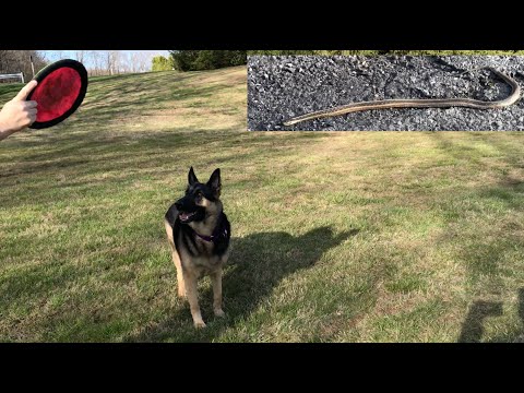 Snake Encounter and Frisbee! German Shepherd's Hiking Video Series ep166